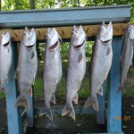 Limit Catch of Lake Trout