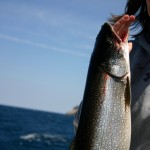 Afternoon Lake Trout Catch on Lake Michigan out of Glen Arbor
